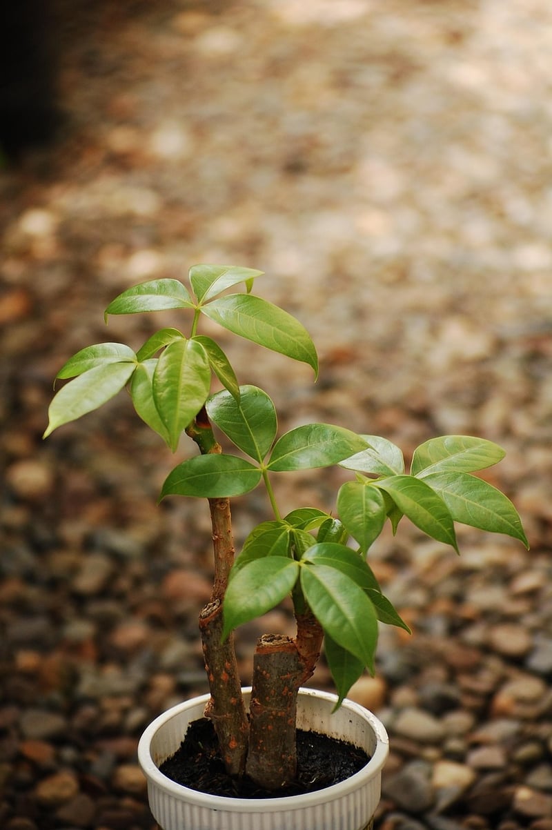 Plant Propagation