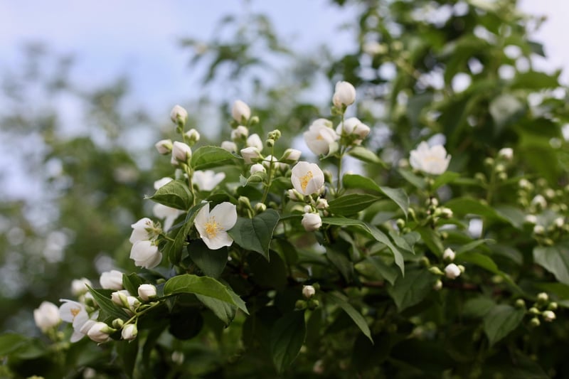 Jasmine