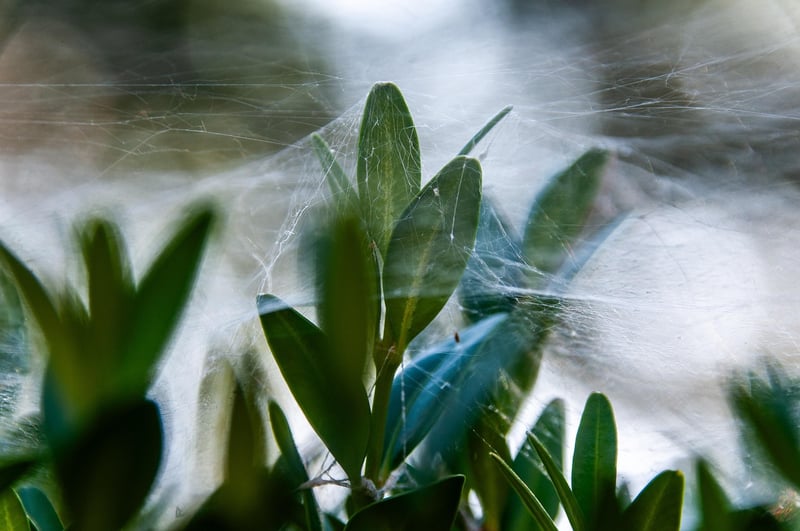 Spider plant propagation