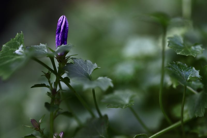 Sprouting plant