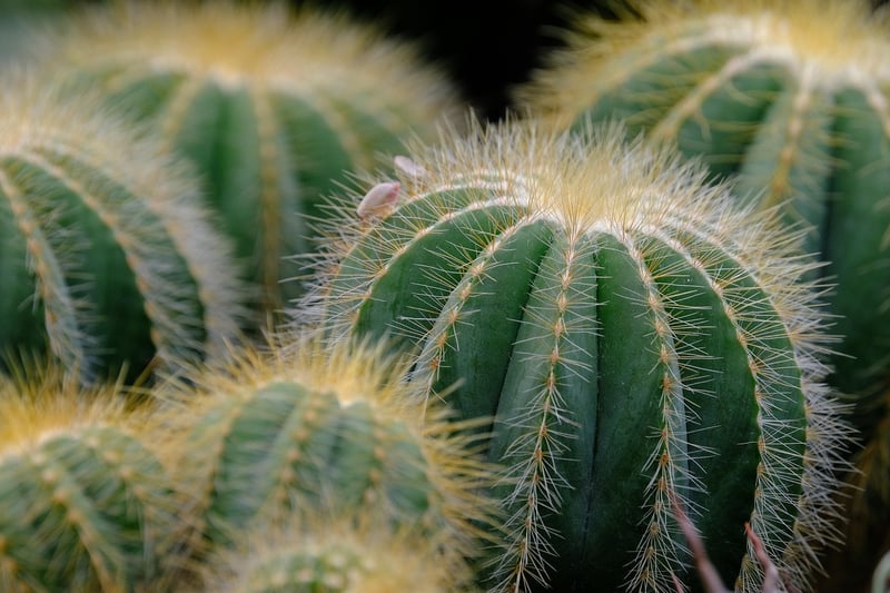 Succulents propagation